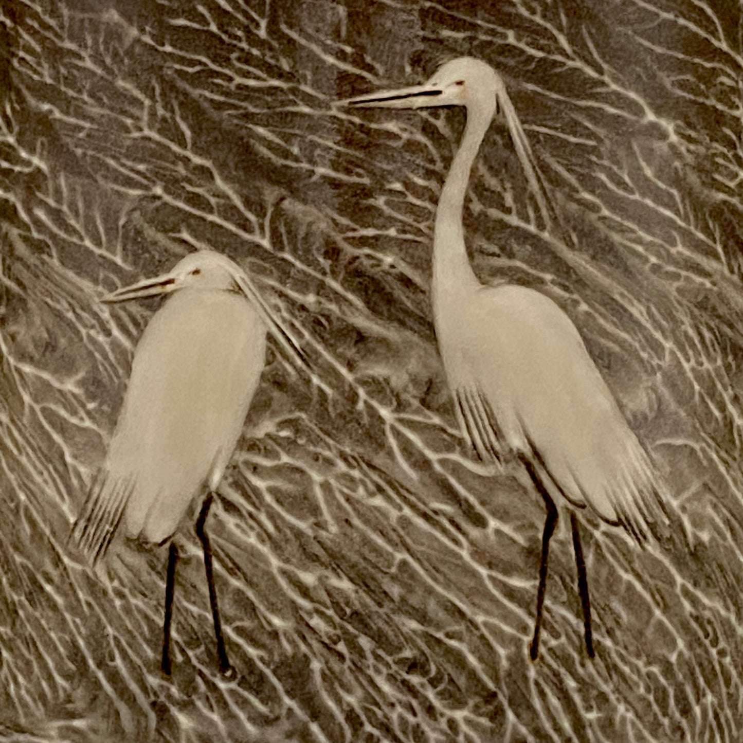 现川烧 横石 十三代 横石卧牛（Yokoishi Gagyu）白鹭文 威士忌加冰杯 #182