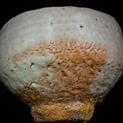 Purchased by Former Prime Ministers of Japan: Master Isshin Morishima, Hagi Ware Katamigawari Tea Bowl with Loquat-Toned Base and Shirahagi Glaze, Whisky Rock Glass-Style Sake Vessel #300