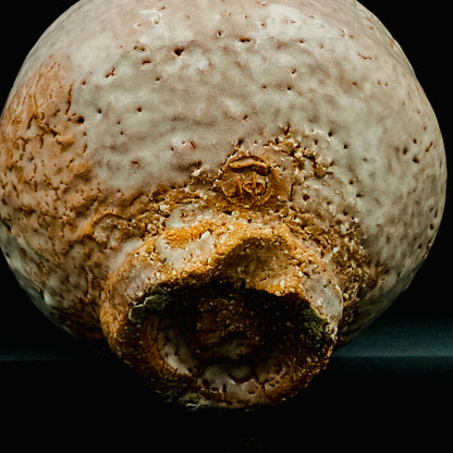 Purchased by Former Prime Ministers of Japan: Master Isshin Morishima, Hagi Ware Katamigawari Tea Bowl with Loquat-Toned Base and Shirahagi Glaze, Whisky Rock Glass-Style Sake Vessel #300