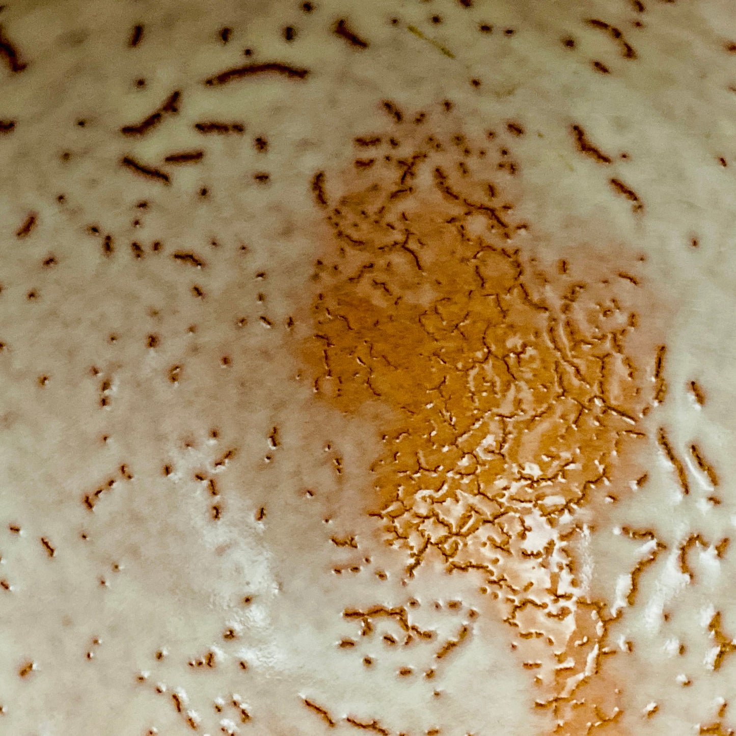 Purchased by Former Prime Ministers of Japan: Master Isshin Morishima, Hagi Ware Katamigawari Tea Bowl with Loquat-Toned Base and Shirahagi Glaze, Whisky Rock Glass-Style Sake Vessel #300